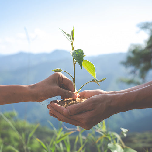 Embracing a sustainable lifestyle: simple steps to make a difference